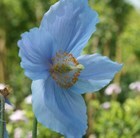 Buy himalayan blue poppy Meconopsis baileyi: £7.99 ...