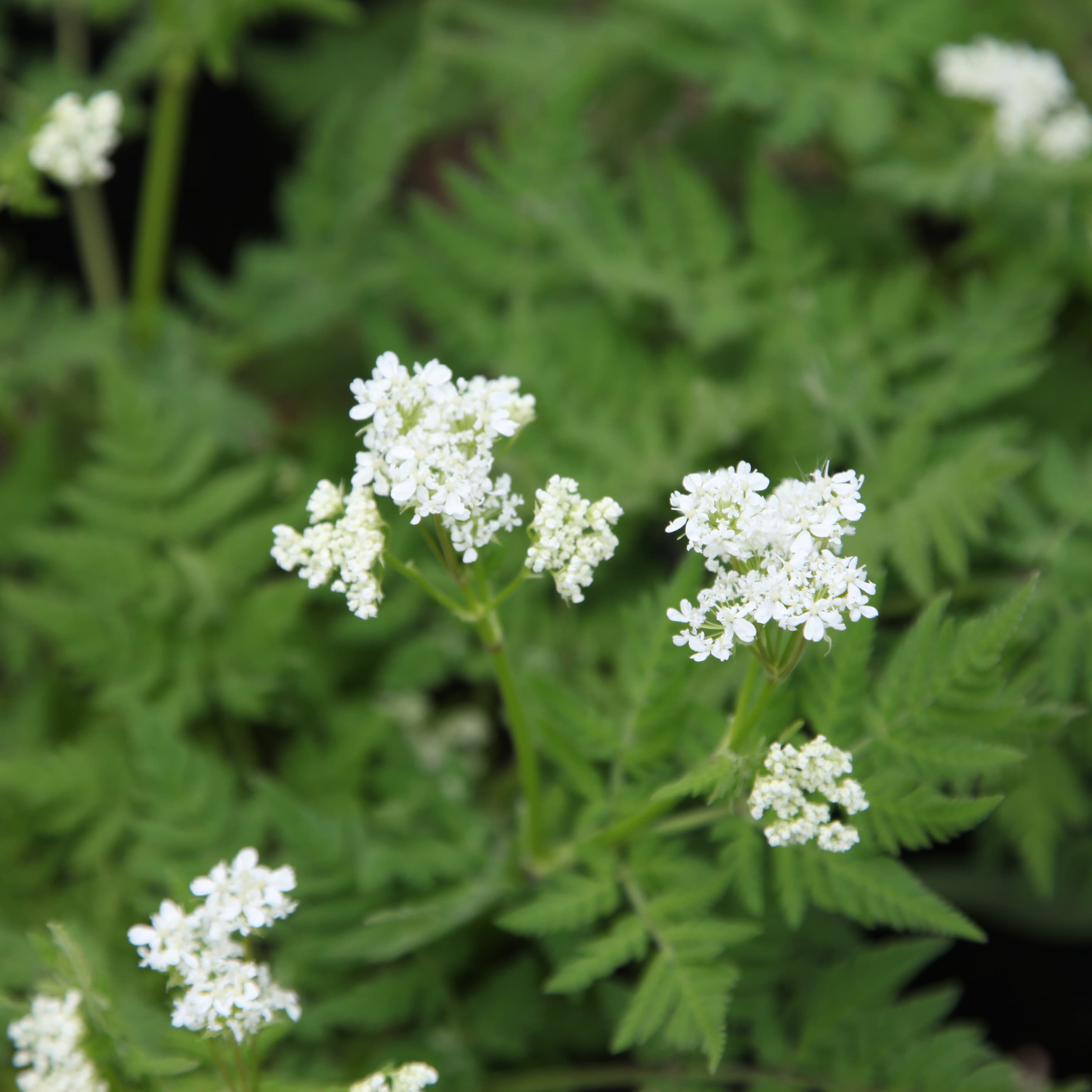 sweet cicely