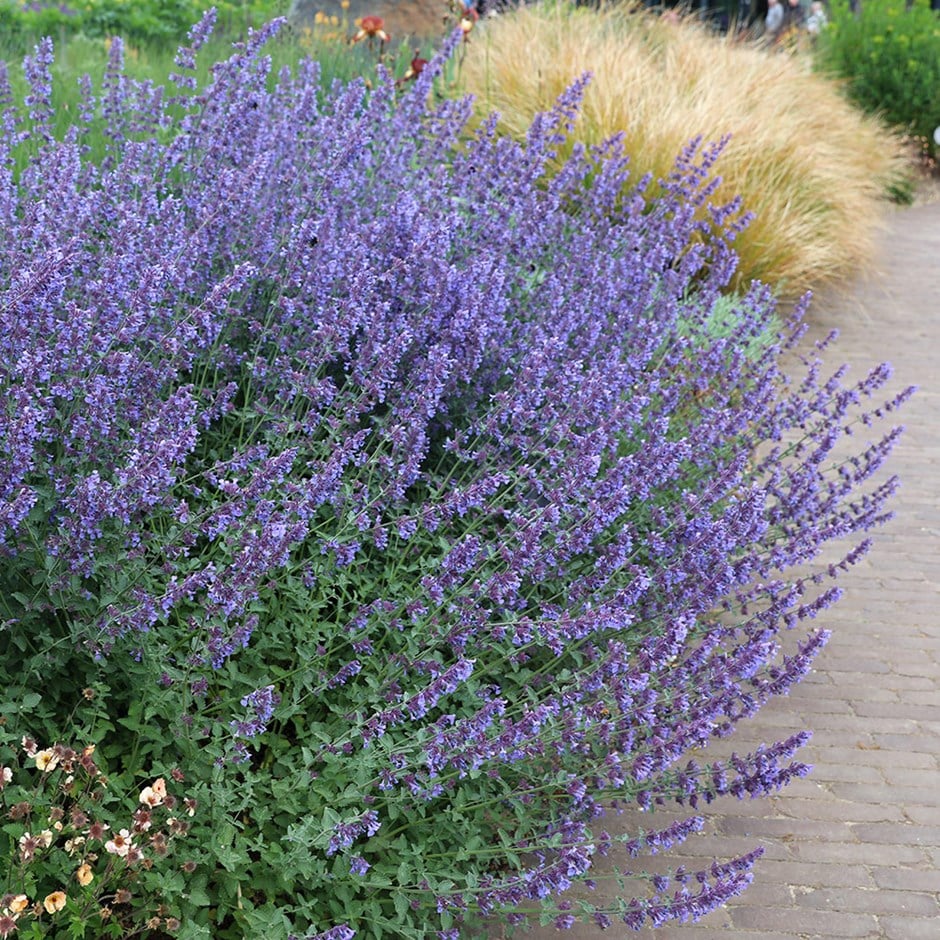 <i>Nepeta racemosa</i> 'Walker's Low'