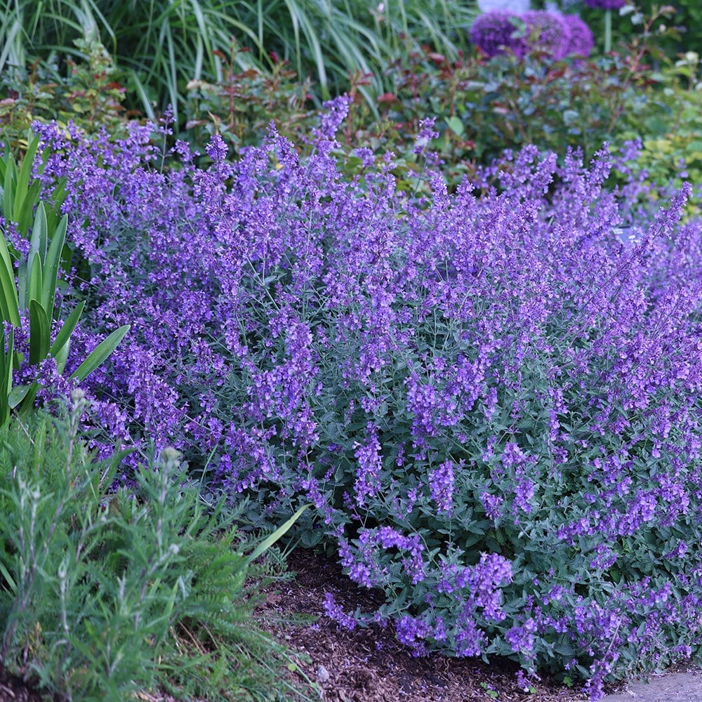<i>Nepeta racemosa</i> 'Walker's Low'