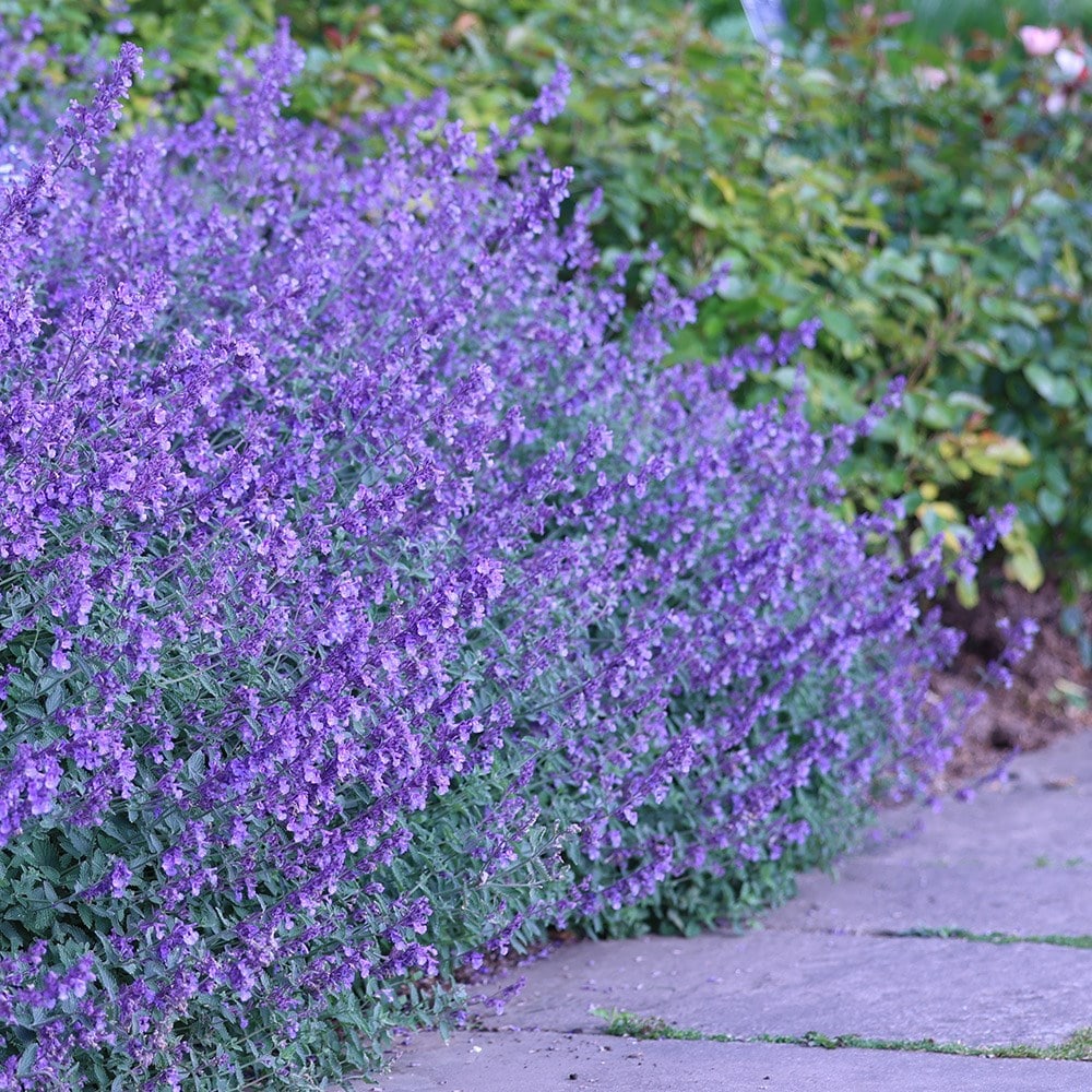 <i>Nepeta racemosa</i> 'Walker's Low'