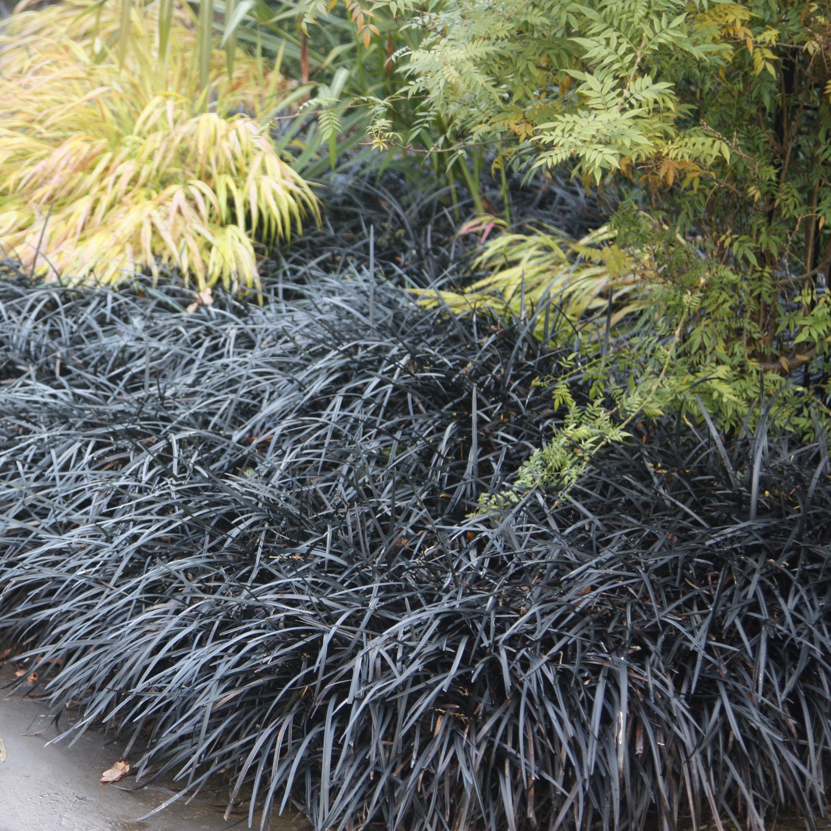 Product options image