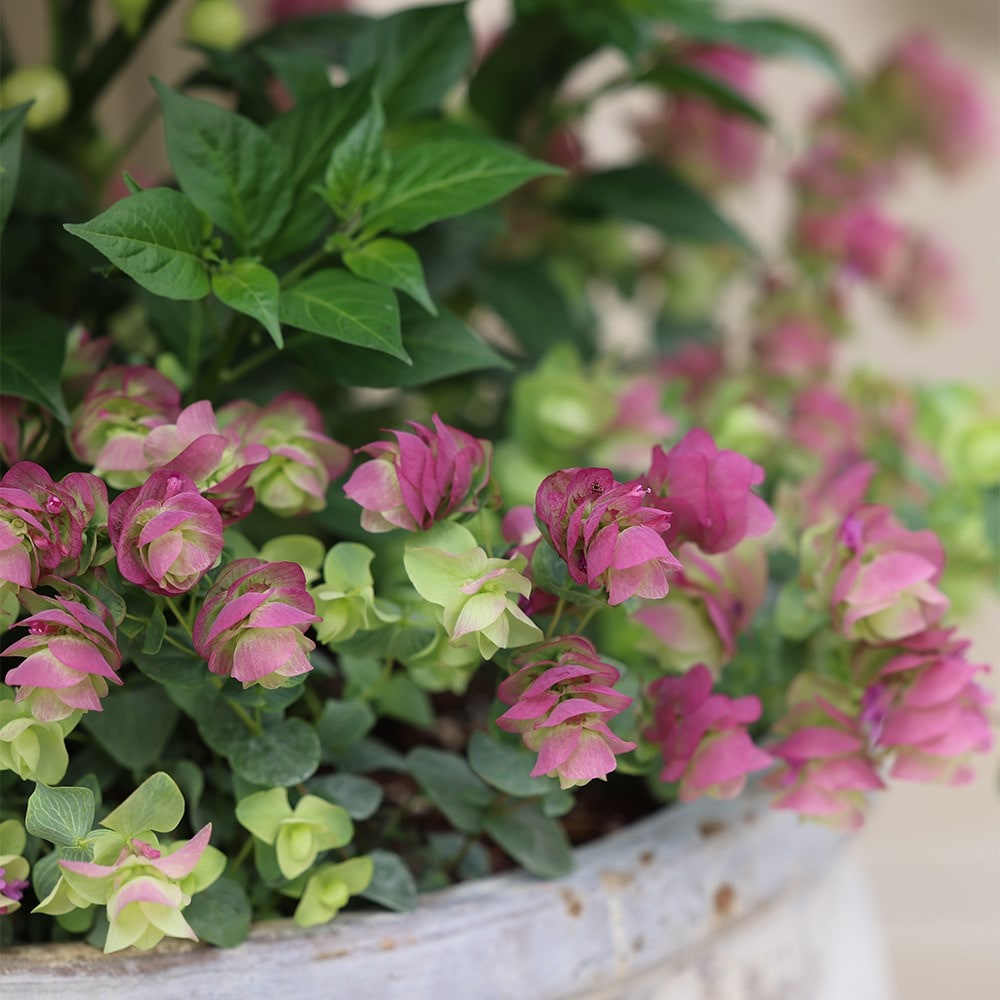 oregano 'Kent Beauty'