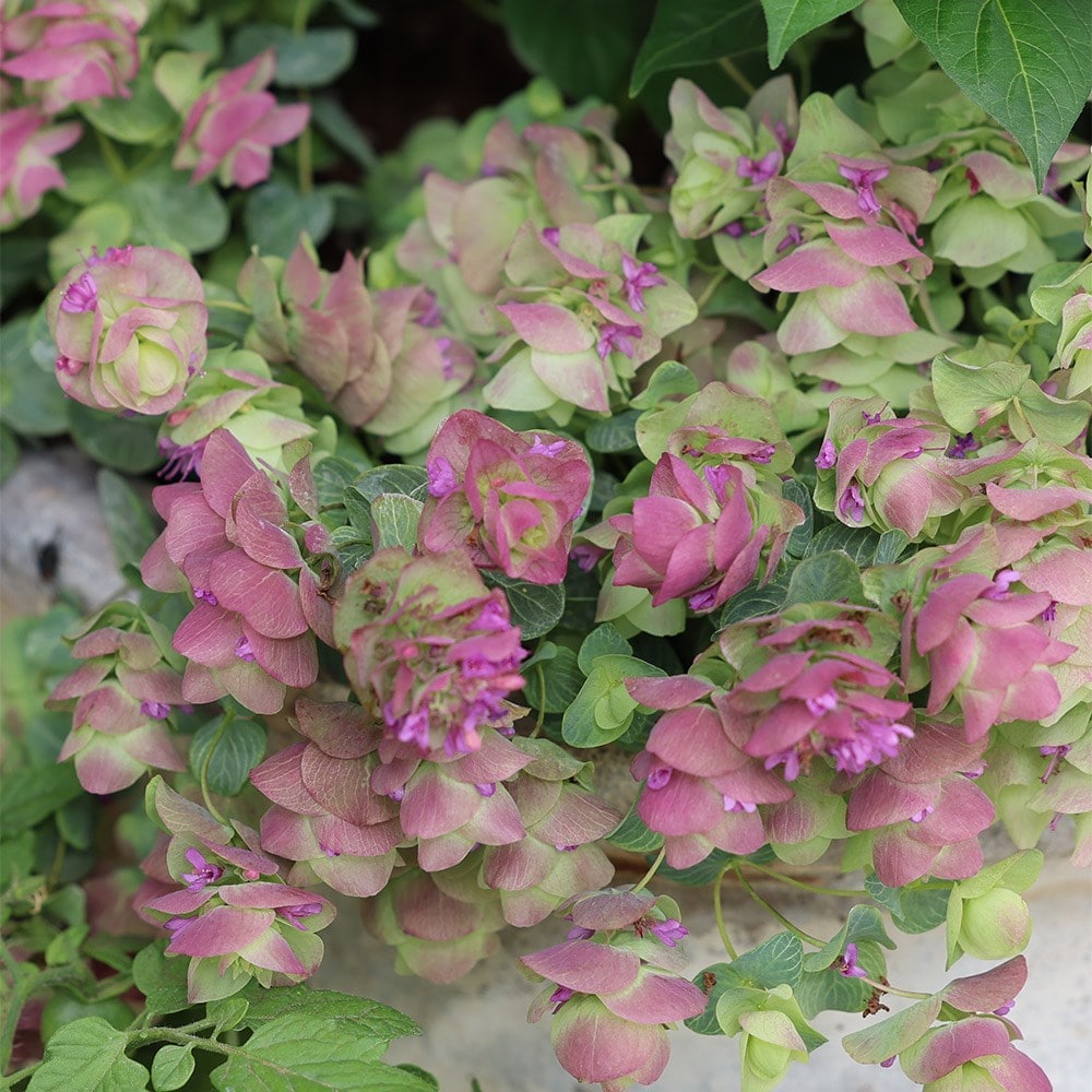 <i>Origanum</i> 'Kent Beauty'