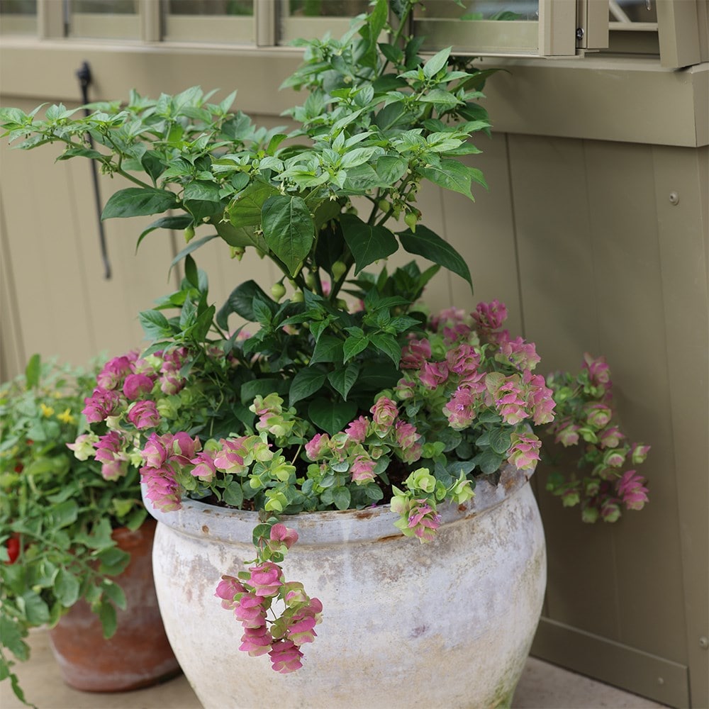<i>Origanum</i> 'Kent Beauty'
