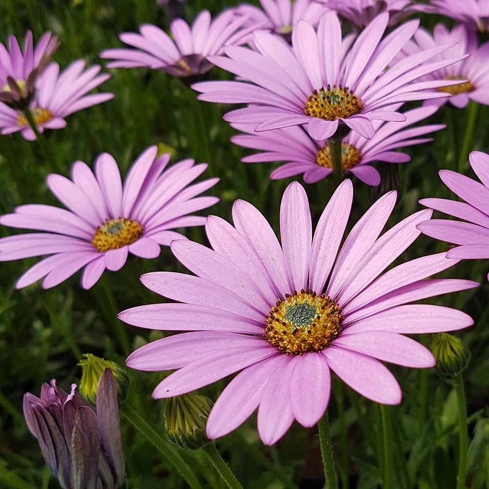 African daisy (syn. Dimorphotheca jucunda)
