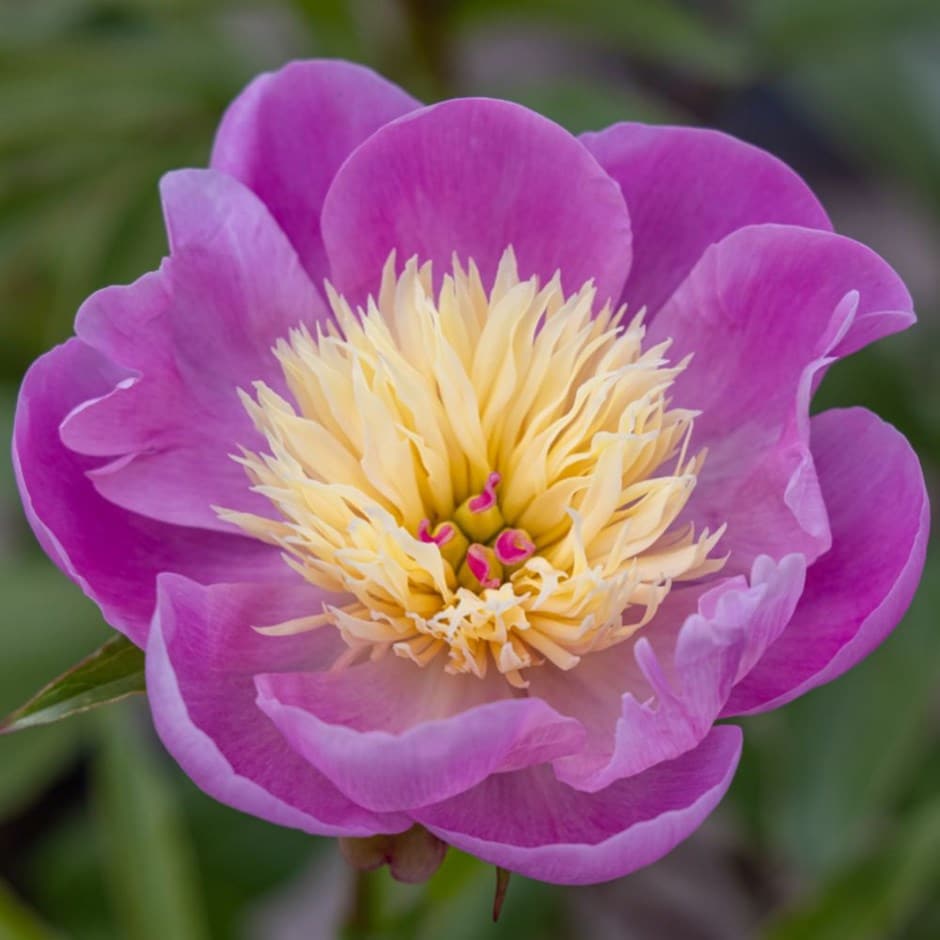 <i>Paeonia lactiflora</i> 'Bowl of Beauty'