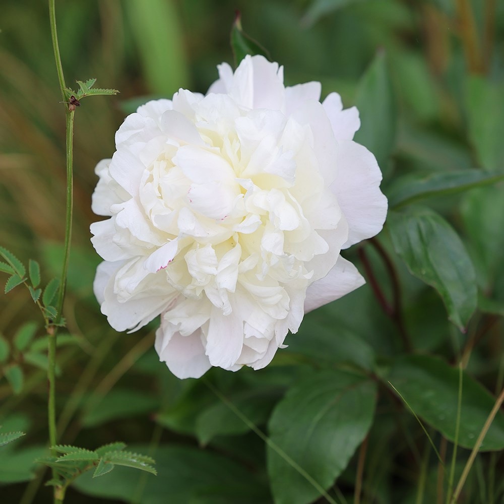 Product options image