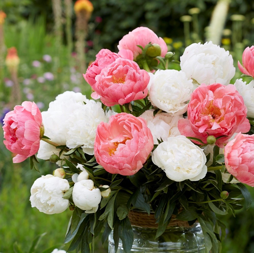<i>Paeonia lactiflora</i> 'Duchesse de Nemours'
