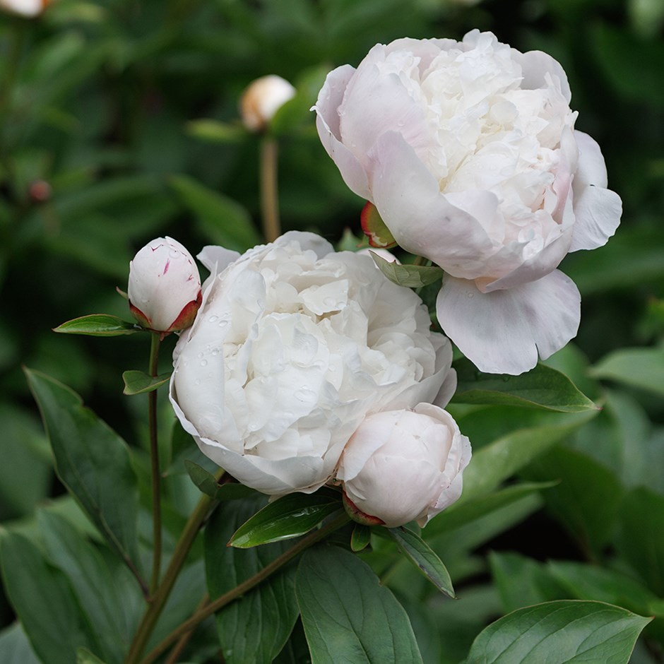 <i>Paeonia lactiflora</i> 'Festiva Maxima'