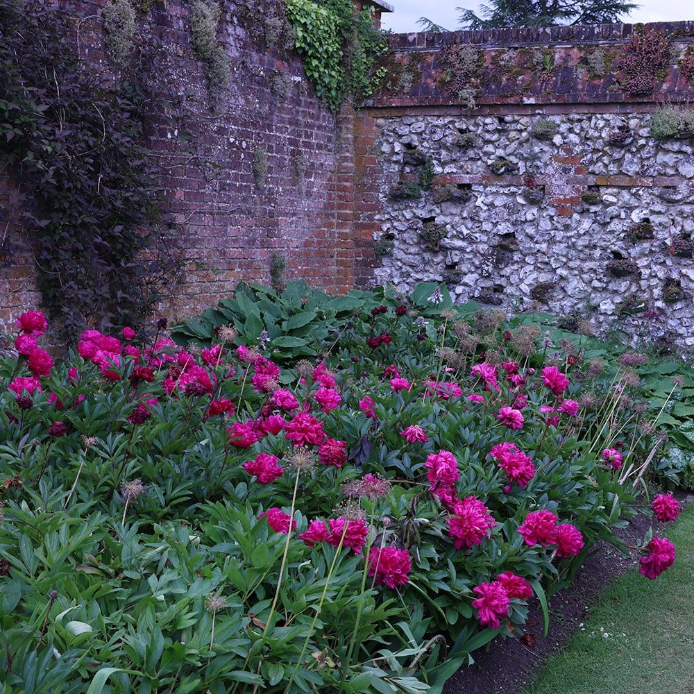 <i>Paeonia lactiflora</i> 'Karl Rosenfield'