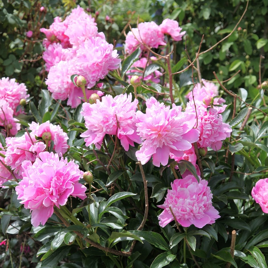 Tree house flowers & gifts Design House of Flowers is a local florist in Buford, GA delivering the freshest upscale flowers, premium roses, custom created floral designs, sympathy flowers and wedding flowers for your special occasions. Same day delivery.