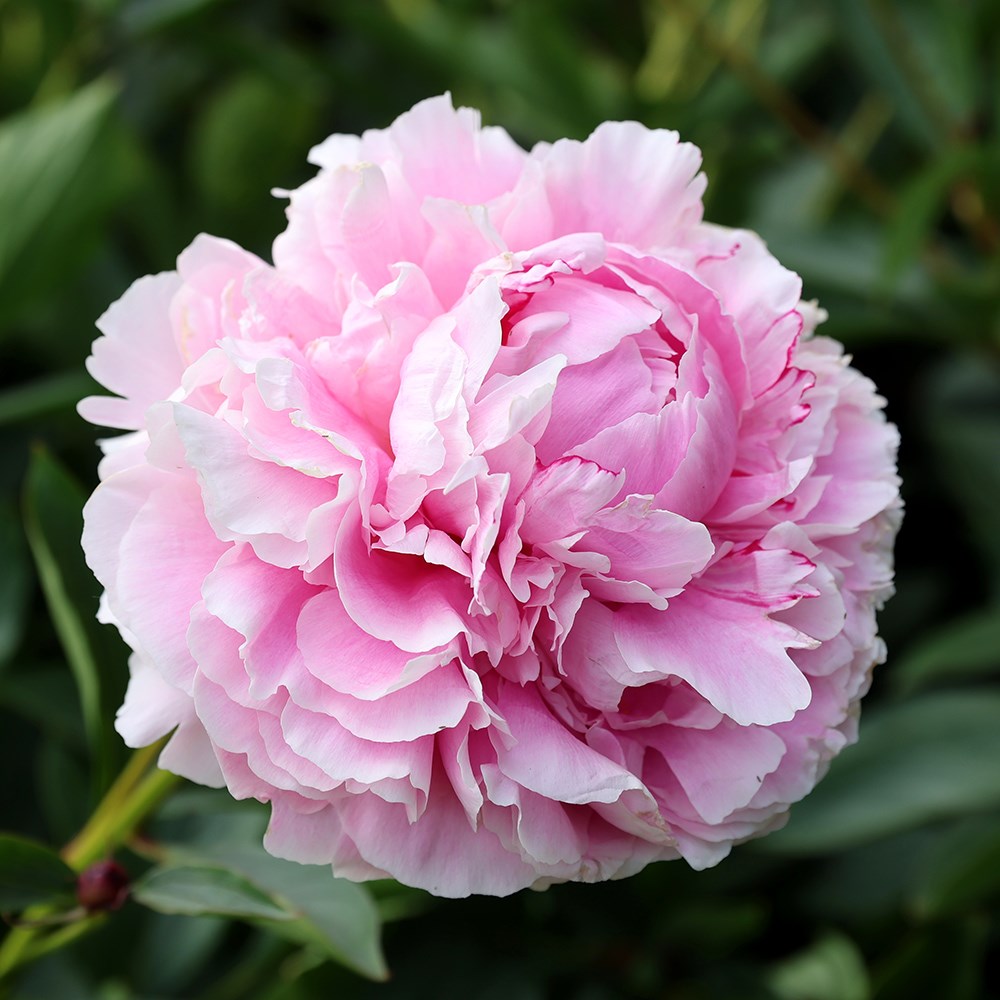 Pink Flower Piony Sarah Bernhardt 10 seeds
