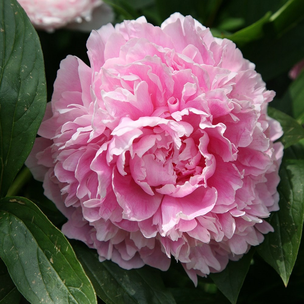 Pink Flower Piony Sarah Bernhardt 10 seeds