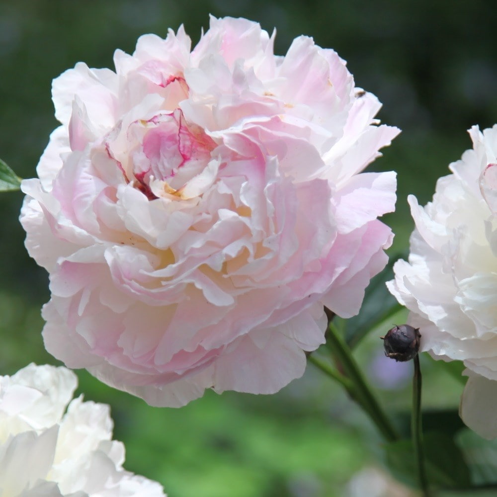 Product options image