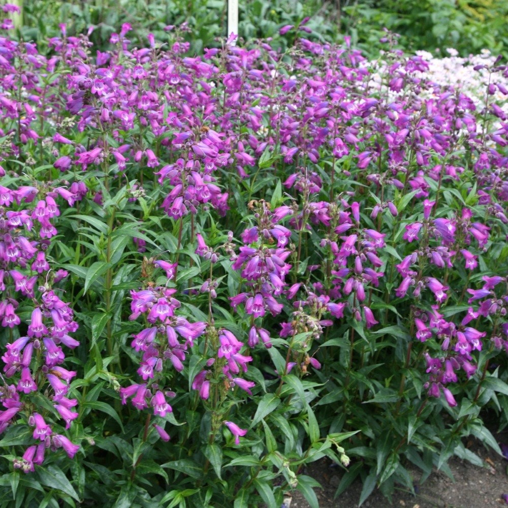 <I>Penstemon</i> 'Sour Grapes' M. Fish
