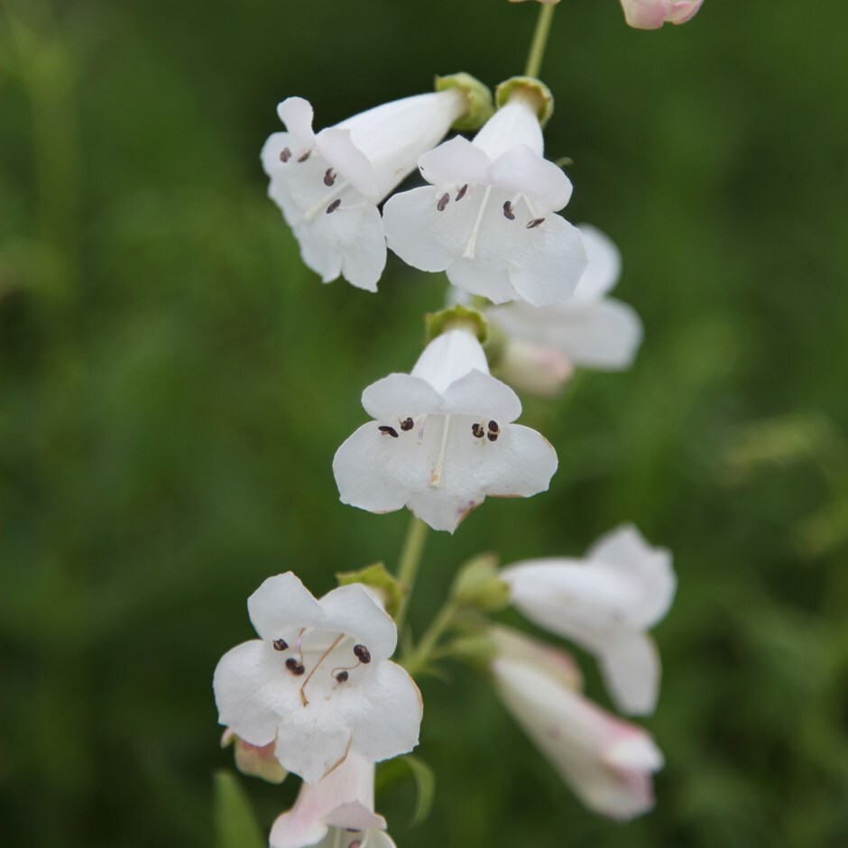 Buy beard tongue Penstemon White Bedder: £11.99 Delivery ... Buy beard tongue Penstemon White Bedder: £11.99 Delivery ...