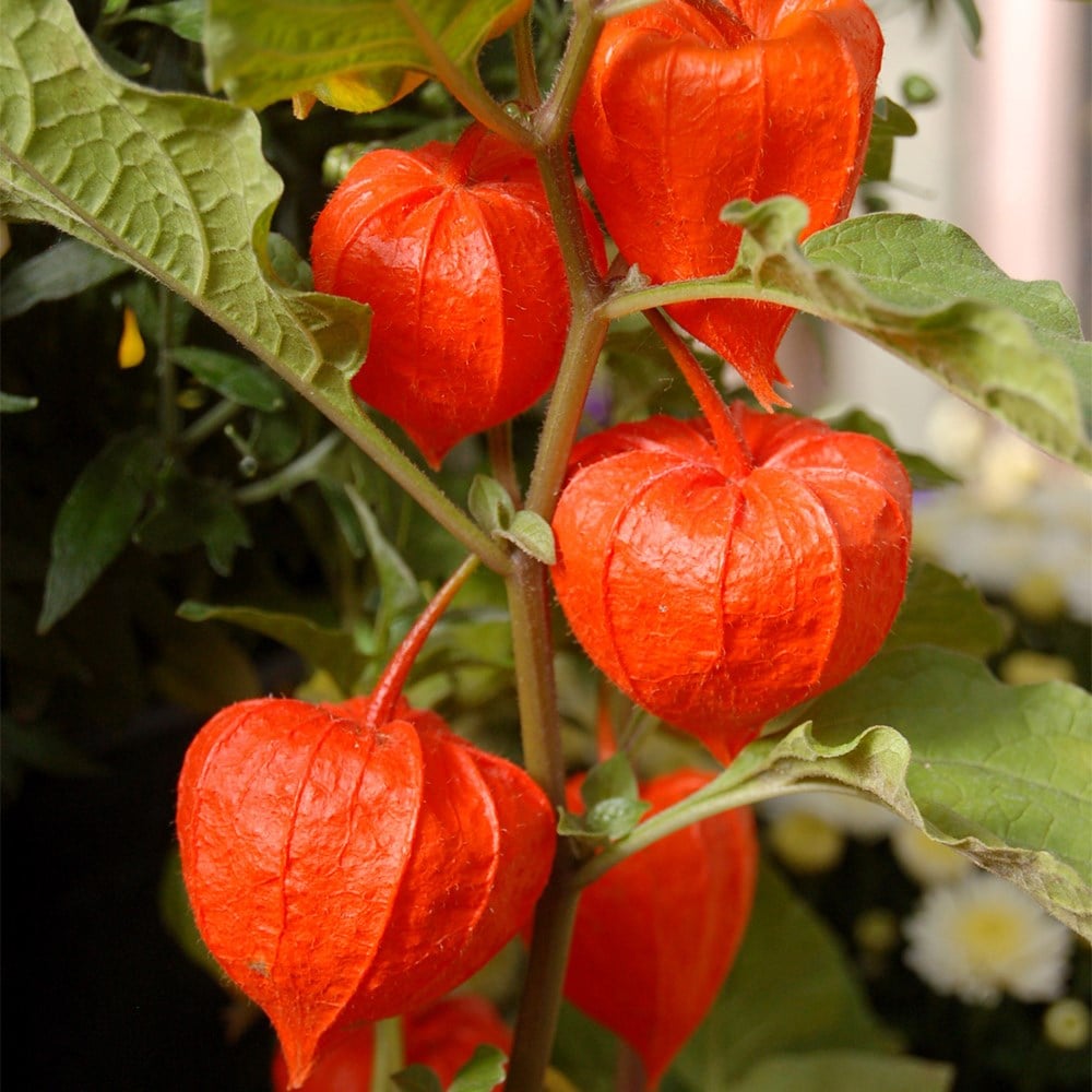 Product options image