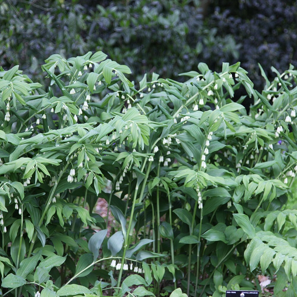 polygonatum × hybridum