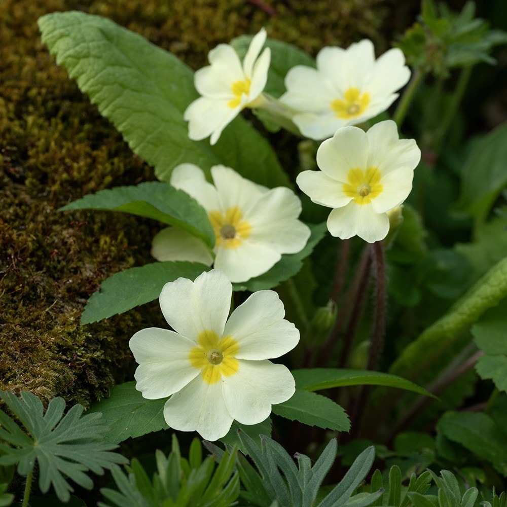 <i>Primula vulgaris</i> 
