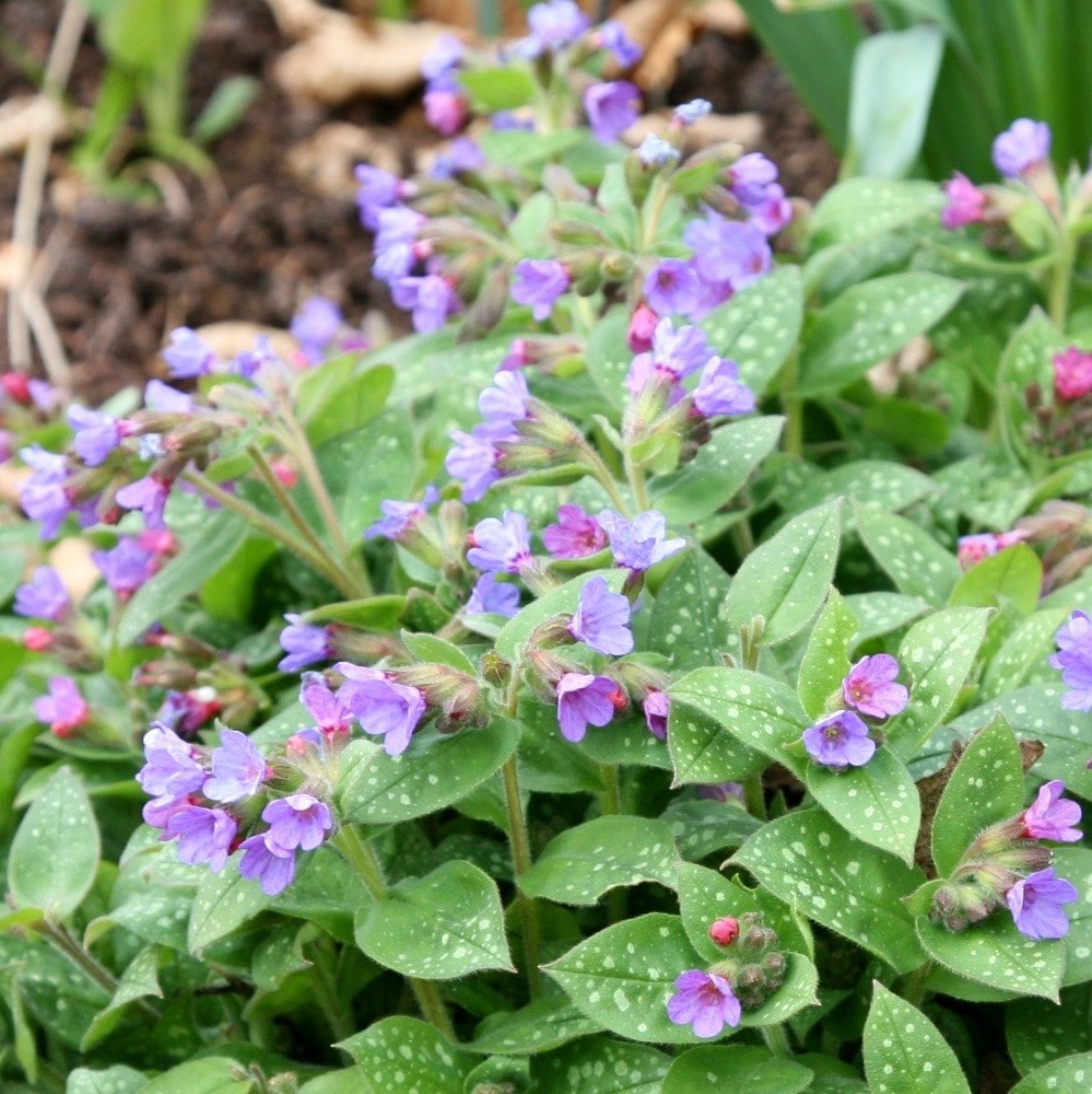 <i>Pulmonaria saccharata</i> 'Mrs Moon'