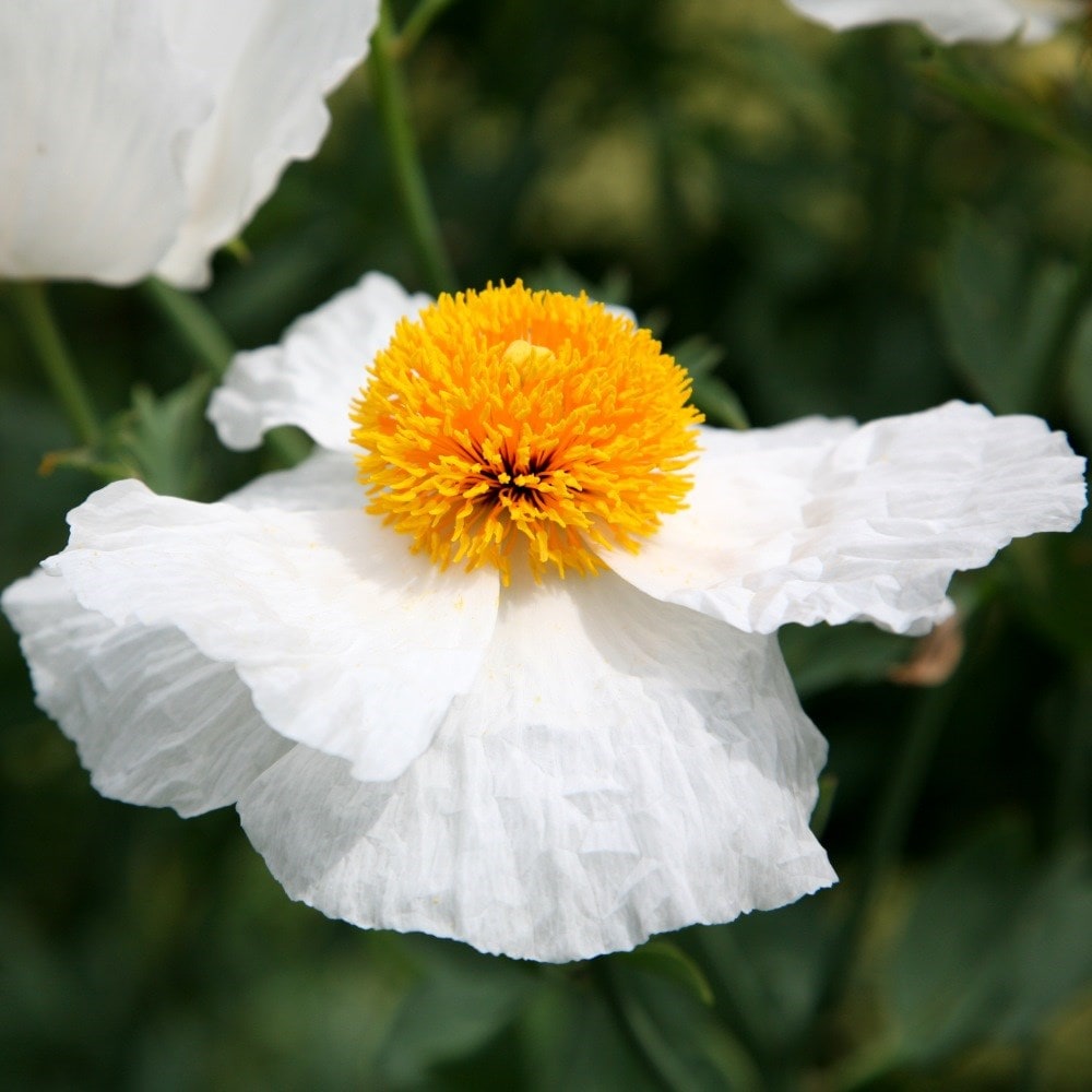 <i>Romneya coulteri</i> 