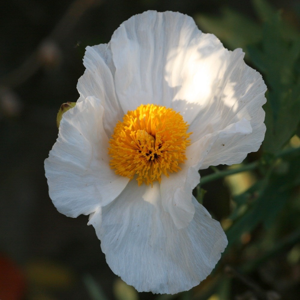 <i>Romneya coulteri</i> 