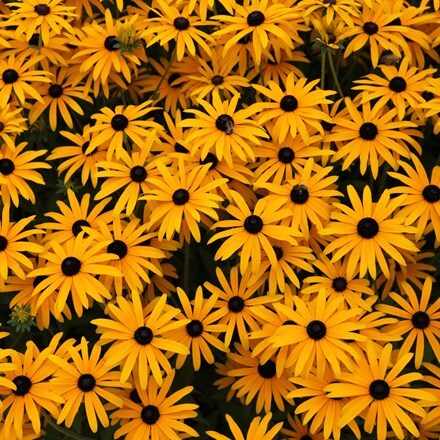 Picture of Rudbeckia fulgida var. deamii