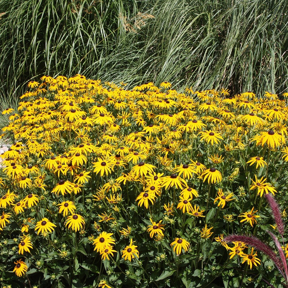 Buy blackeyed susan Rudbeckia fulgida var. sullivantii Goldsturm £9.