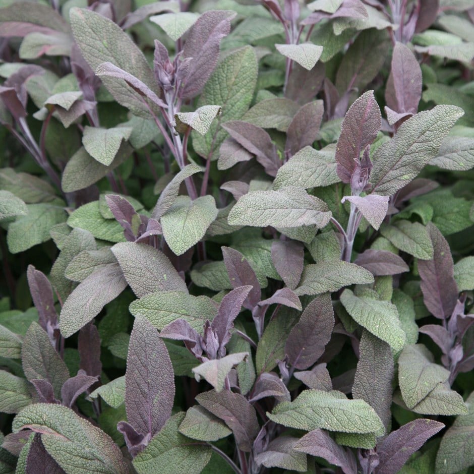 purple sage or Salvia officinalis 'Purpurascens'