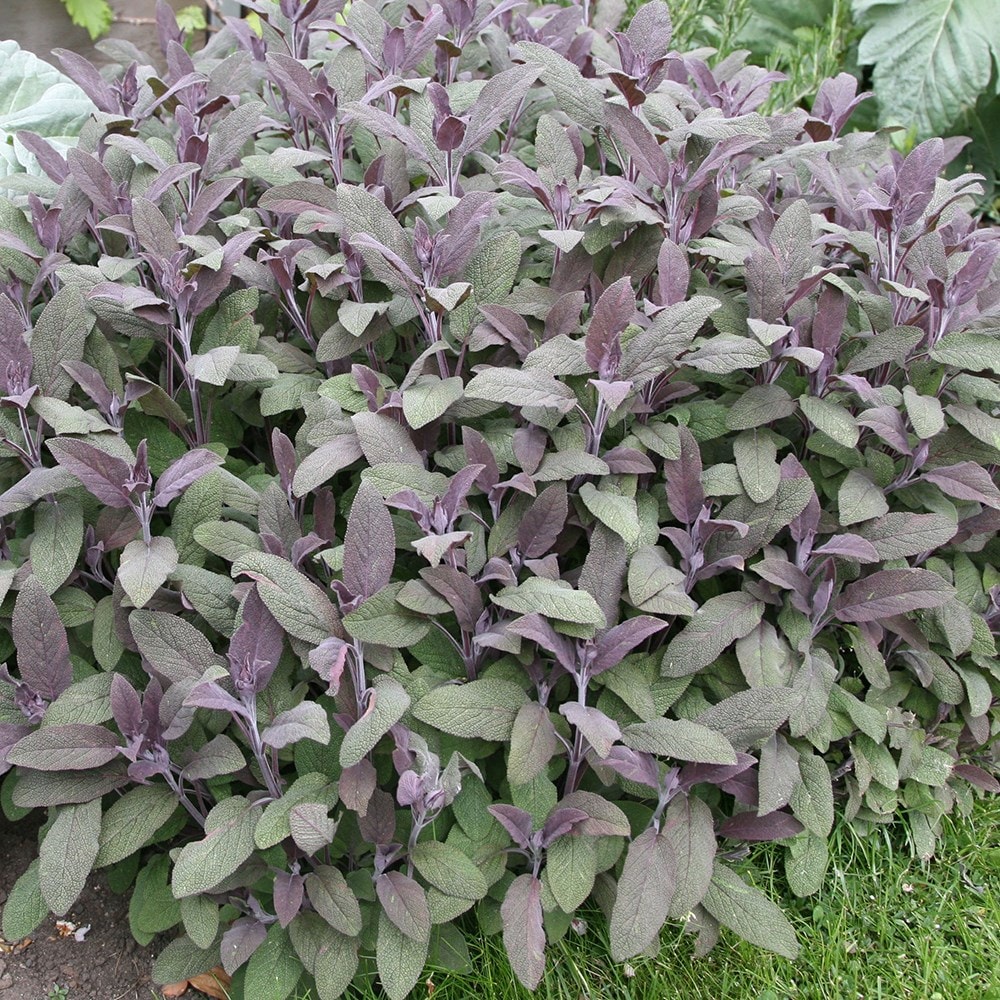 sage purple