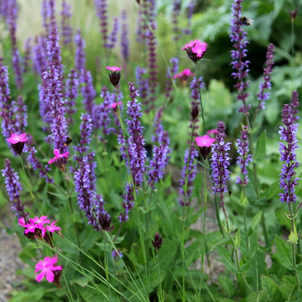 <i>Salvia</i> × <i>sylvestris</i> 'Mainacht'