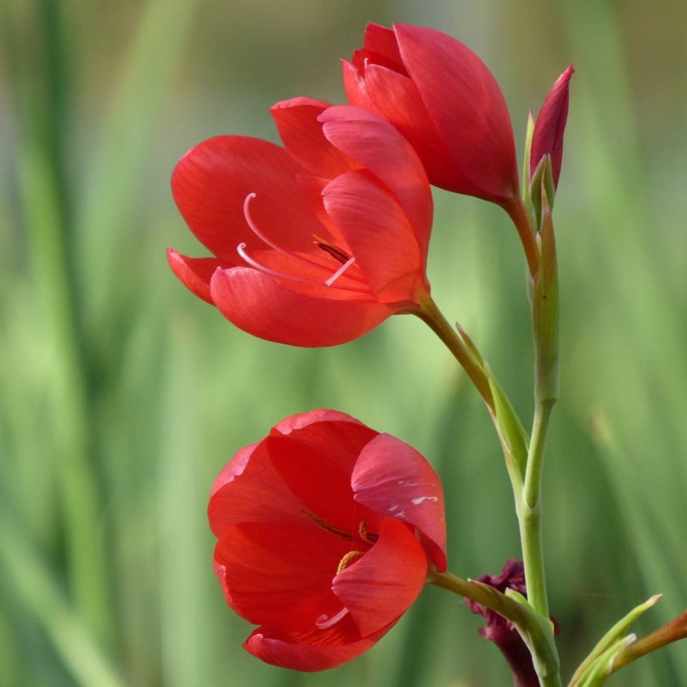 Hesperantha coccinea on sale