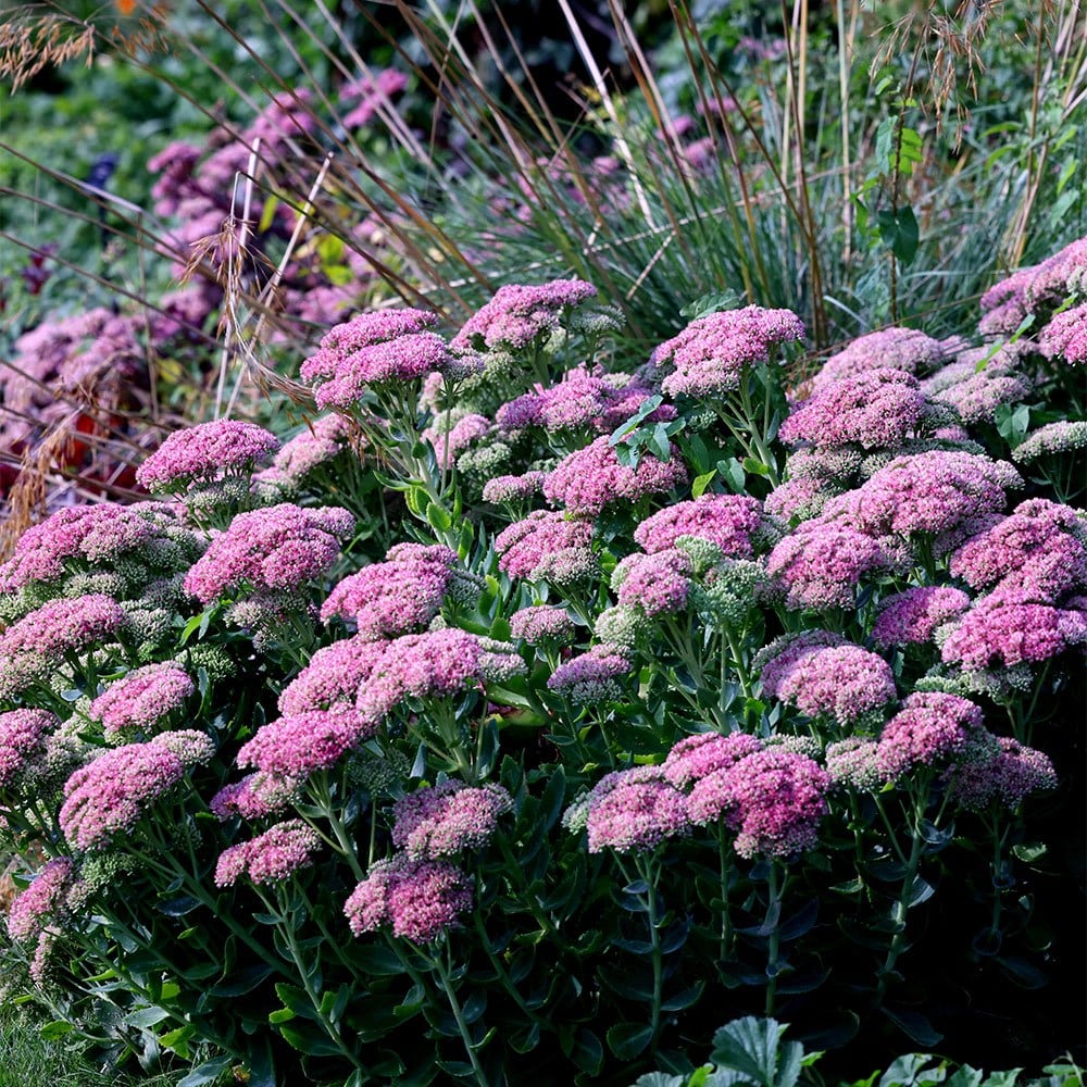 <i>Hylotelephium</i> × <i>mottramianum</i> 'Herbstfreude'