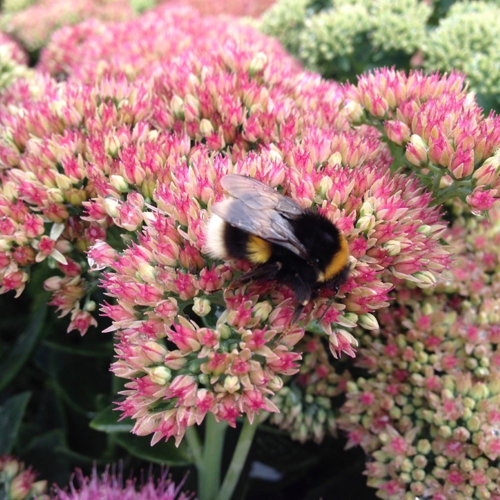 <i>Hylotelephium</i> × <i>mottramianum</i> 'Herbstfreude'