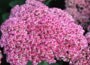 stonecrop ( syn. Sedum Autumn Joy )