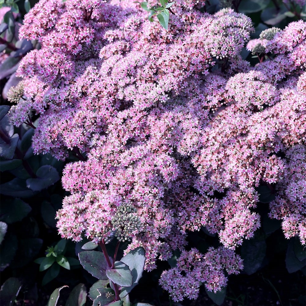 <i>Hylotelephium</i> 'Matrona'