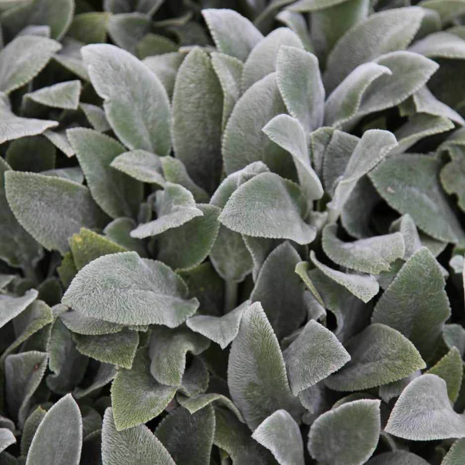 <i>Stachys byzantina</i> 'Silver Carpet'