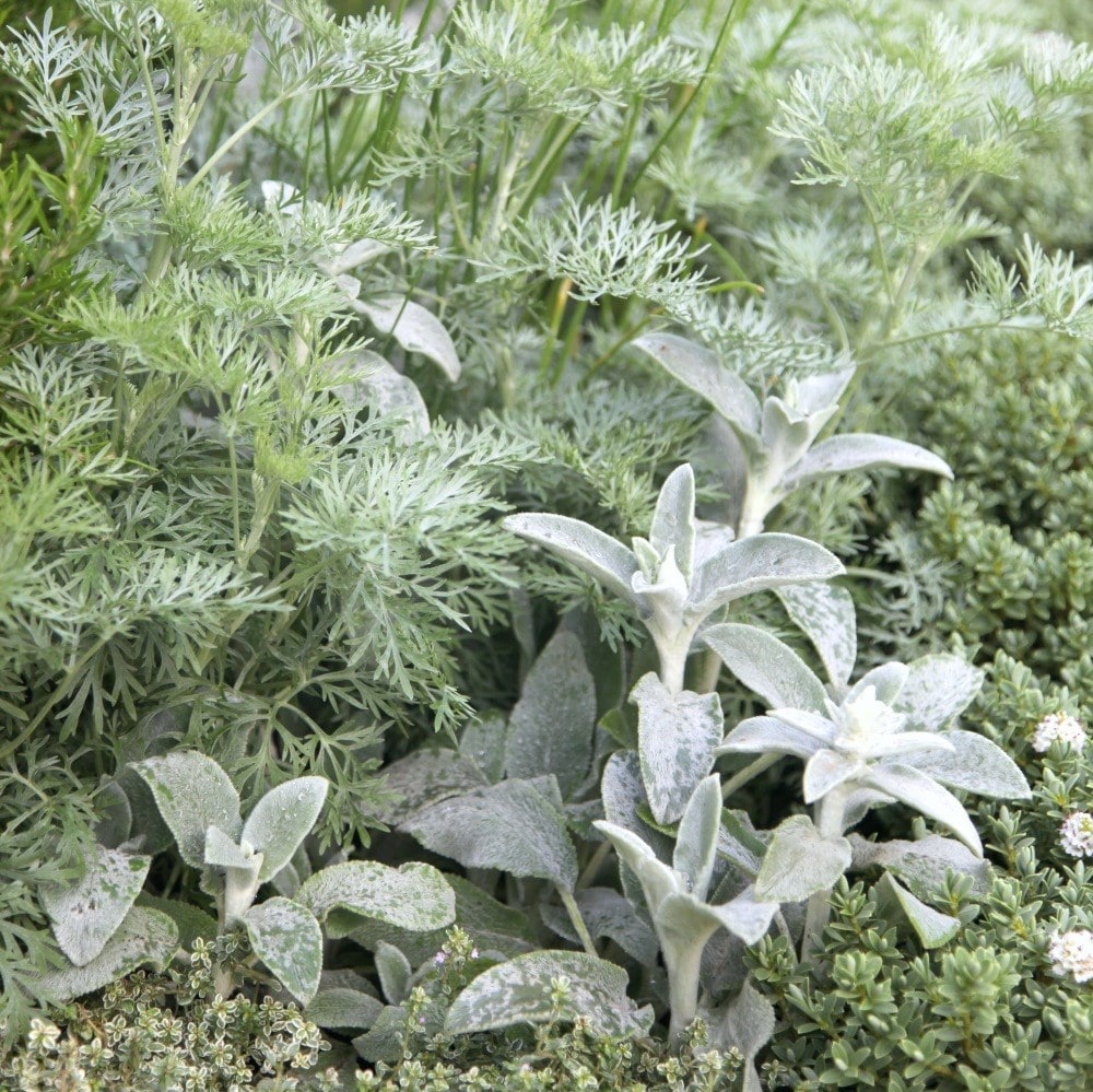 <i>Stachys byzantina</i> 'Silver Carpet'