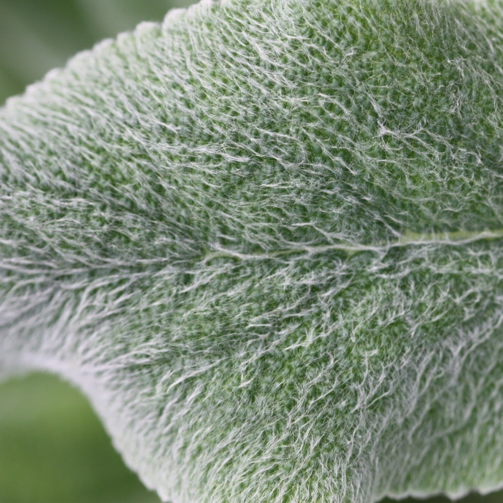 <i>Stachys byzantina</i> 'Silver Carpet'