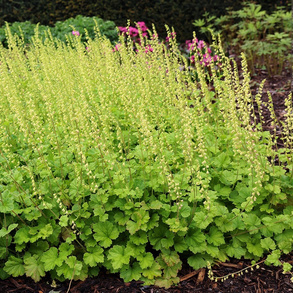 Product options image