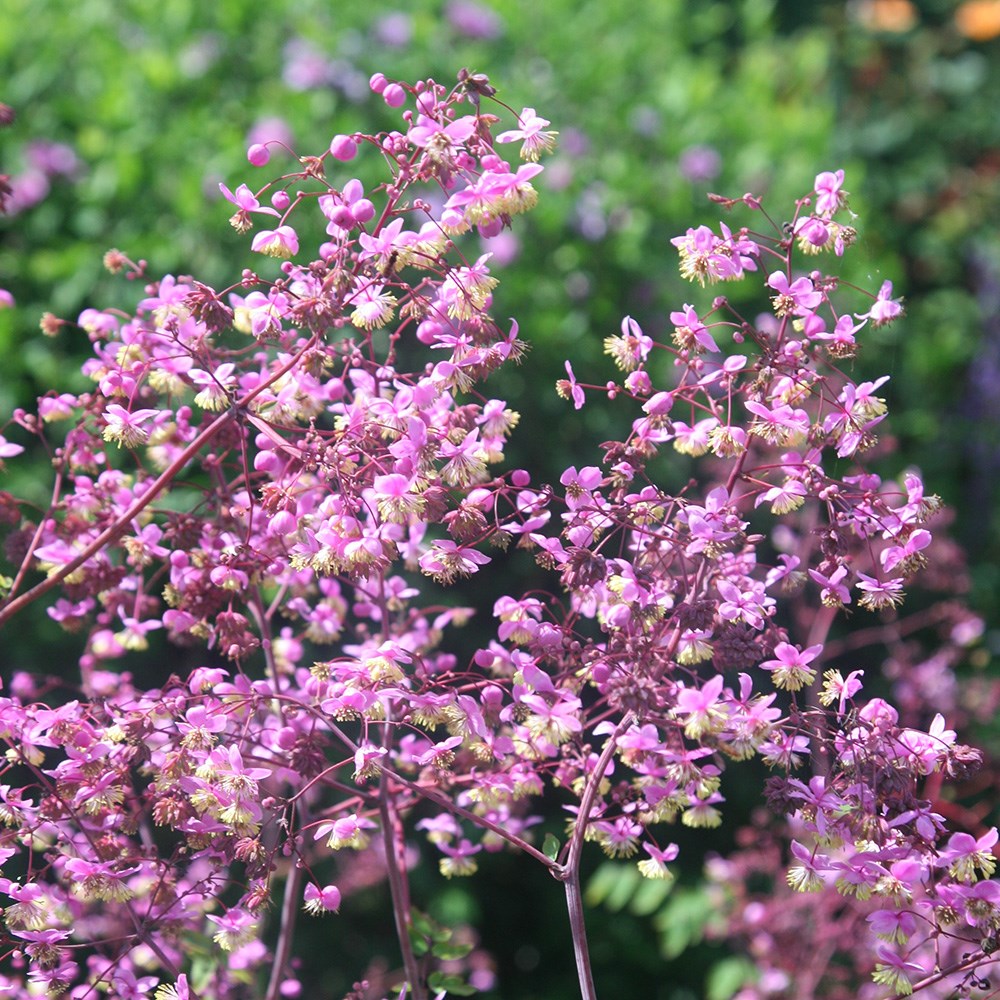 <i>Thalictrum rochebruneanum</i> 
