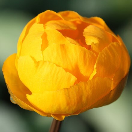 Trollius × cultorum Orange Princess