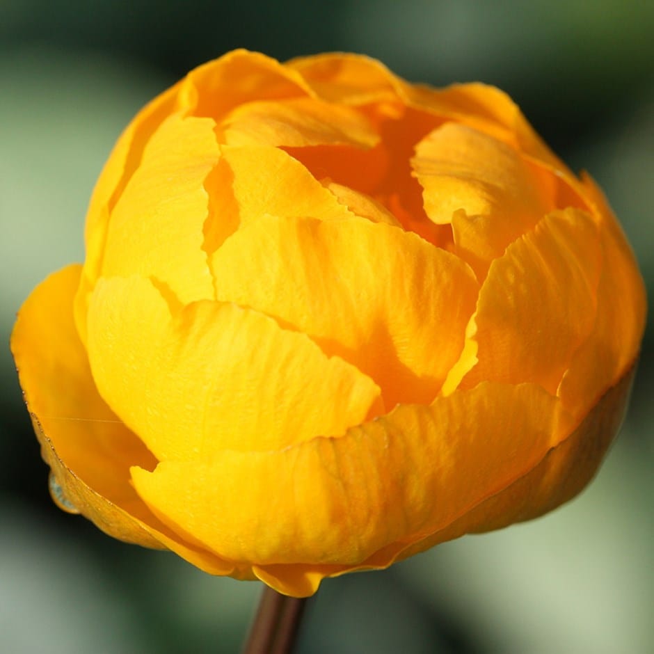 Buy globe flower Trollius × cultorum 'Orange Princess'