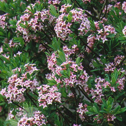 Picture of Daphne × burkwoodii Somerset