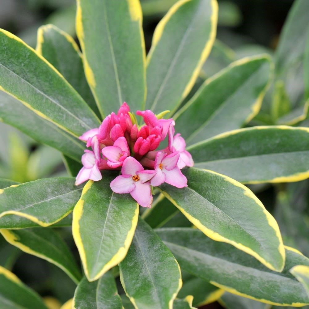 <i>Daphne odora</i> 'Aureomarginata'