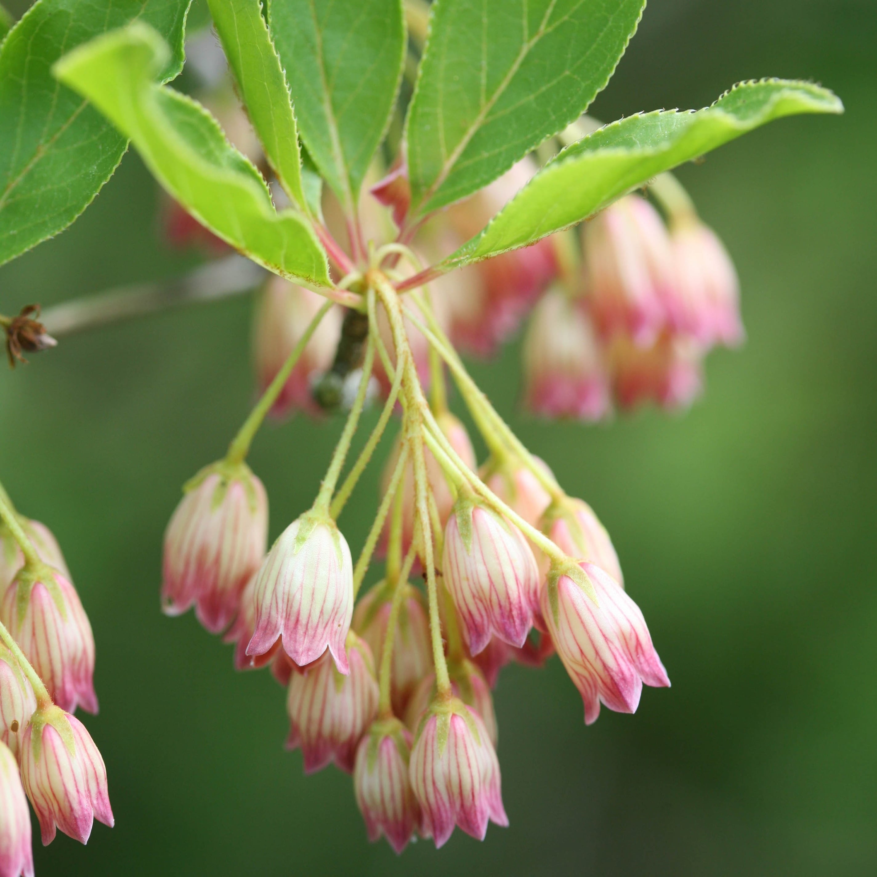 <i>Enkianthus campanulatus</i> 