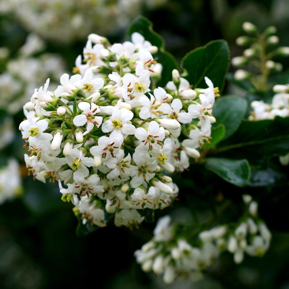 Product options image