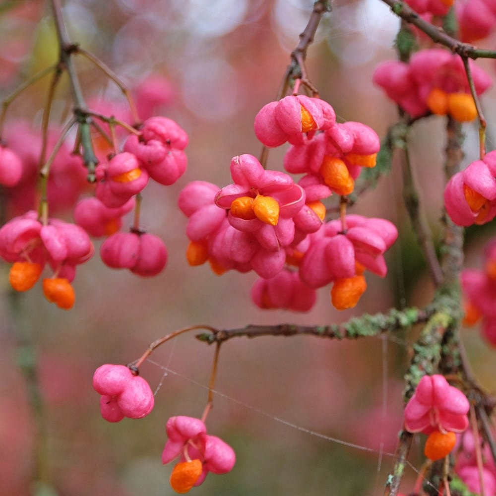 Product options image