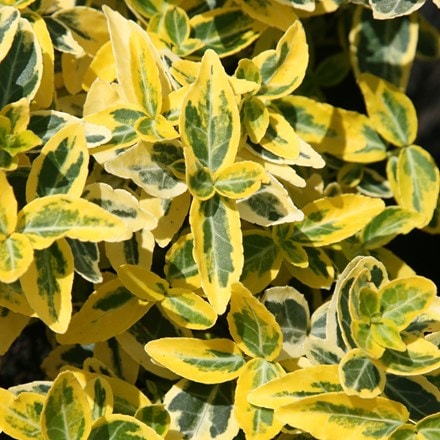 Euonymus fortunei Emerald 'n' Gold